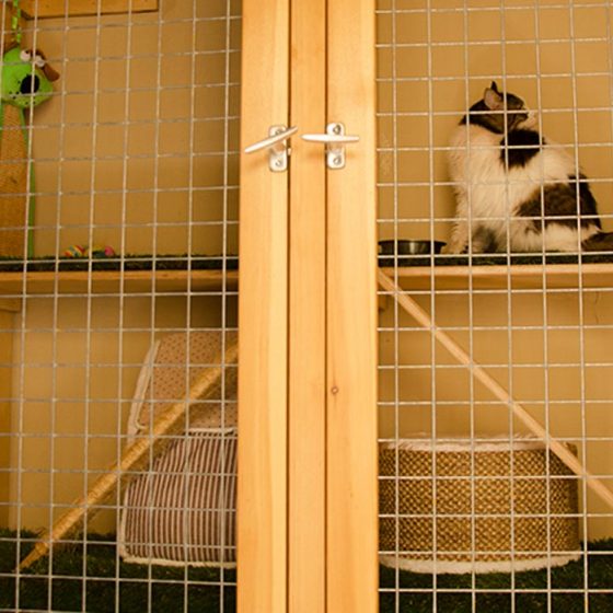 cat accommodation